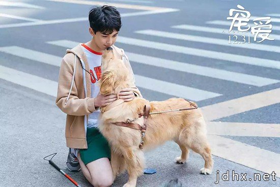 承认吧看宠物电影你根本不在乎人