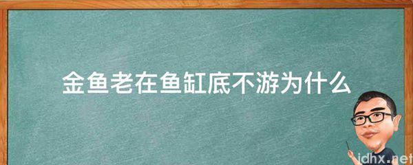 金鱼老在鱼缸底不游为什么(图1)
