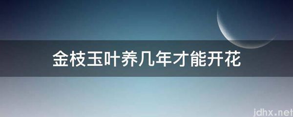 金枝玉叶养几年才能开花(图1)
