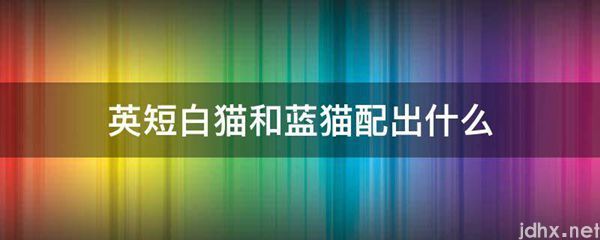 英短白猫和蓝猫配出什么(图1)