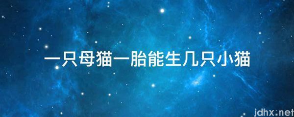 一只母猫一胎能生几只小猫(图1)