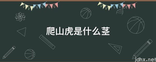 爬山虎是什么茎(图1)