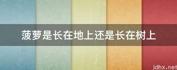 菠萝是长在地上还是长在树上(图1)