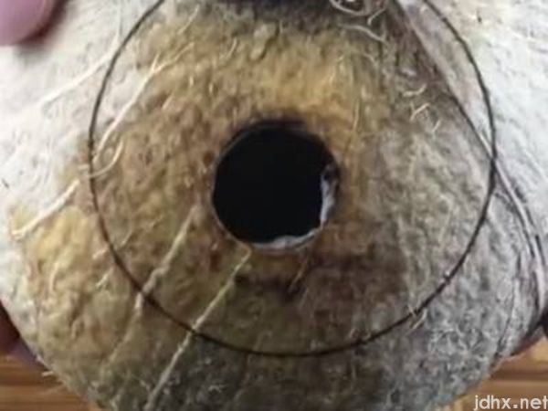 椰子怎么打开有易拉罐开口的(图4)