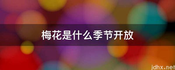 梅花是什么季节开放(图1)