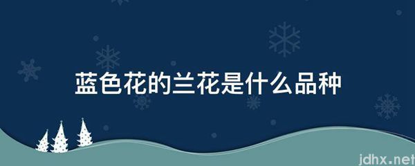 蓝色花的兰花是什么品种(图1)