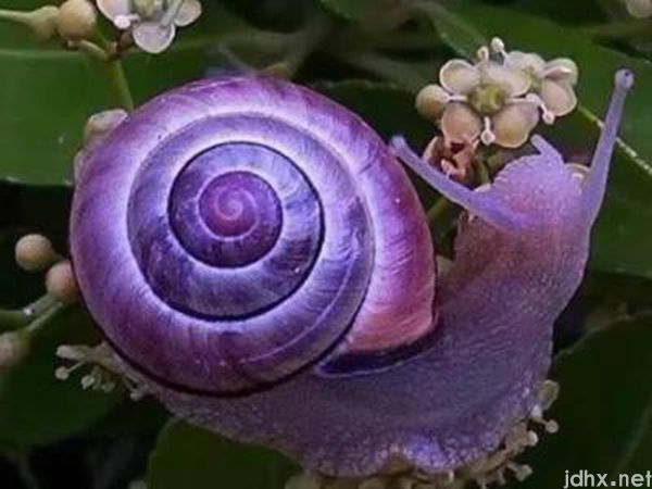 怎样分辨蜗牛有毒(图2)