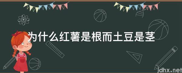 为什么红薯是根而土豆是茎(图1)