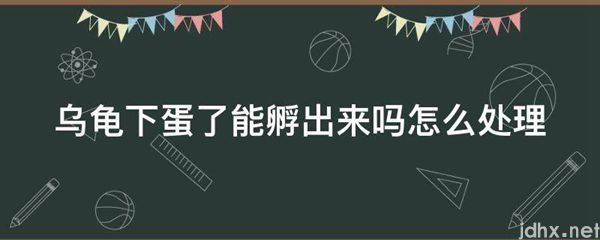 乌龟下蛋了能孵出来吗怎么处理(图1)