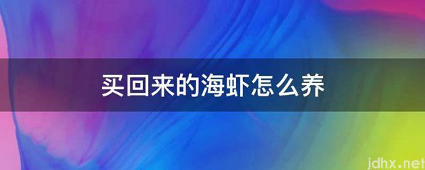 买回来的海虾怎么养(图1)