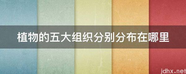 植物的五大组织分别分布在什么地方(图1)