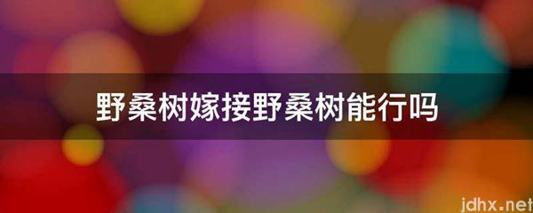 野桑树嫁接野桑树能行吗(图1)