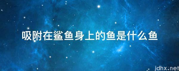 吸附在鲨鱼身上的鱼是什么鱼(图1)