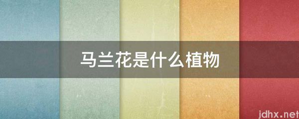马兰花是什么植物(图1)