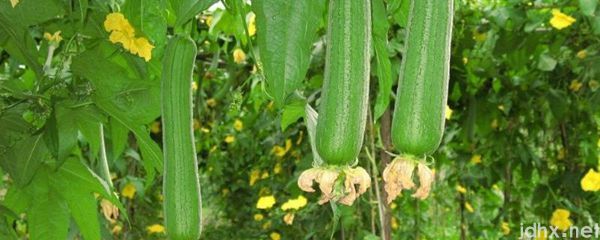 丝瓜和什么菜搭配炒(图1)