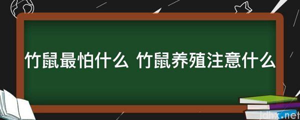 竹鼠最怕什么 竹鼠养殖注意什么(图1)