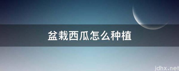 盆栽西瓜怎么种植(图1)