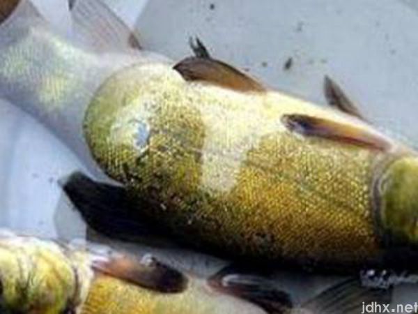 丁桂鱼怎样去除鱼鳞(图2)