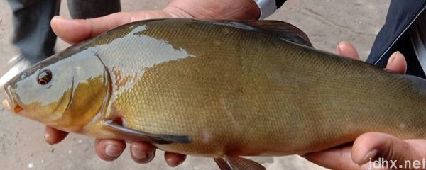 丁桂鱼怎样去除鱼鳞(图1)