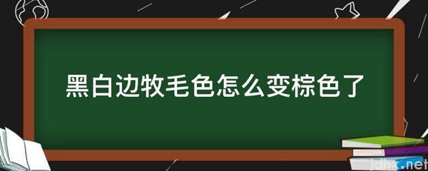 黑白边牧毛色怎么变棕色了(图1)