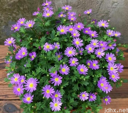姬小菊徒长不开花是怎么回事2