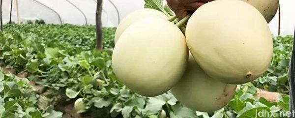 香瓜糖分高吗(图1)