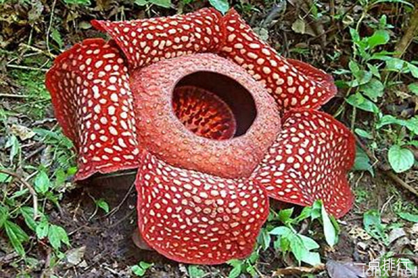 世界上最大的花