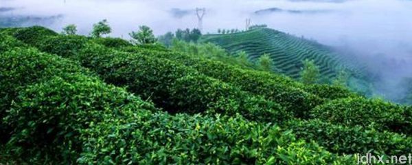 四大名茶之一的龙井产地是哪里(图1)