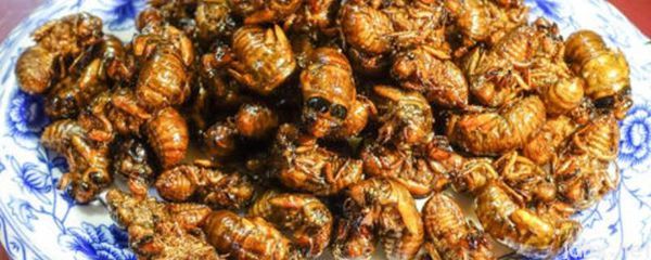 蝉怎么炒(图1)