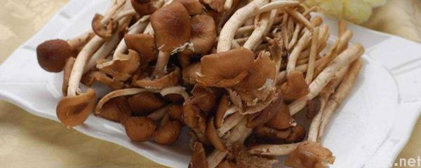 干茶树菇炒前需焯水吗(图1)