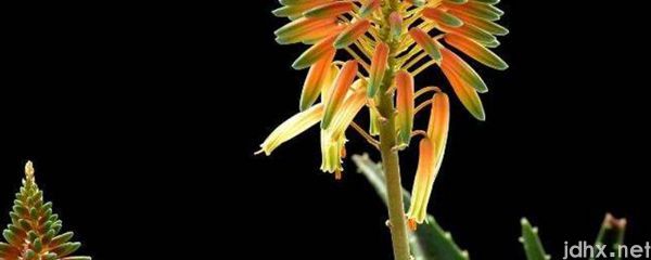 芦荟花怎么泡水喝(图1)