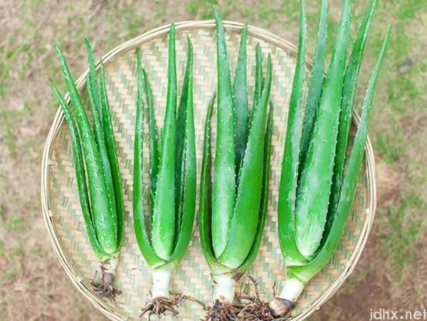 芦荟花怎么泡水喝(图4)