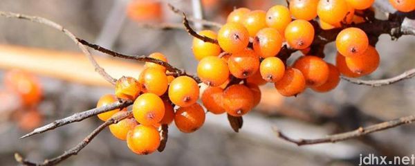 沙棘什么味道(图1)