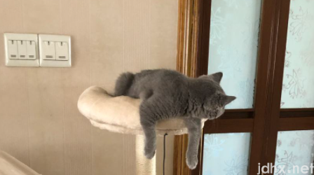 养猫房间味道很大怎么去除2