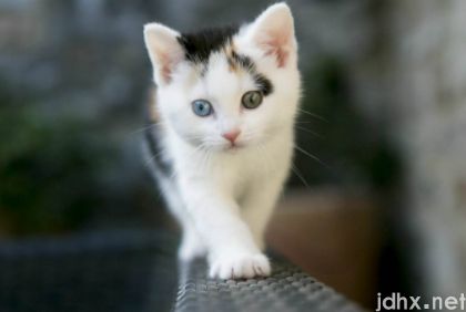 猫耳朵平时是热的吗1