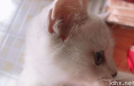 猫耳朵平时是热的吗2