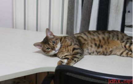 土猫可以吃猫粮么2