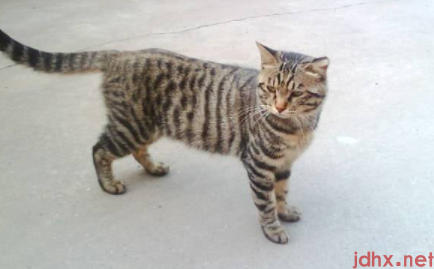 土猫可以吃猫粮么3