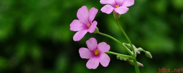 保护花草的宣传语(图1)