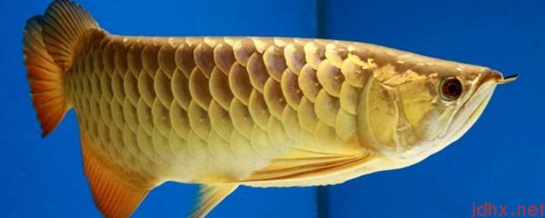 鱼肉和鱼头哪个热量高(图1)