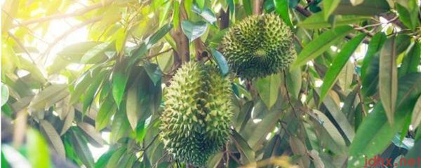 青榴莲放多久才会熟(图1)