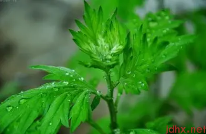 2022端午节挂艾草是迷信吗1