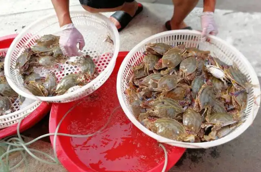网购梭子蟹品质有保证吗2