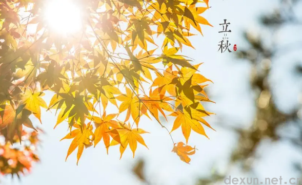 立秋吃饺子还是吃面条好1