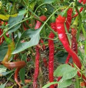 河南省永城市土特产及风味小吃排行