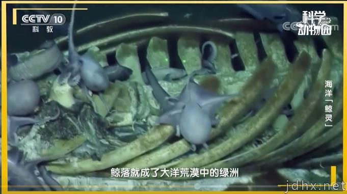 为什么鲸落这么少？没有鲸落的鲸鱼去哪了(图2)