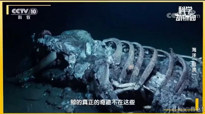 为什么鲸落这么少？没有鲸落的鲸鱼去哪了(图1)