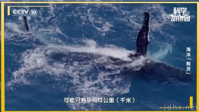 为什么鲸落这么少？没有鲸落的鲸鱼去哪了(图3)