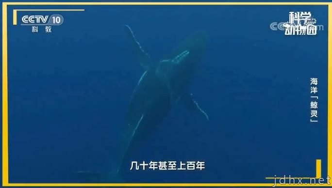 为什么鲸落这么少？没有鲸落的鲸鱼去哪了(图4)