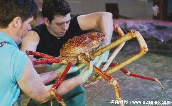 世界上最大的螃蟹，来自日本的巨型杀人蟹最大(腿长4.2米)(图1)